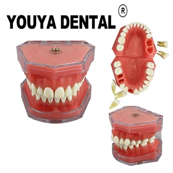 Модель зубных зубов Модель удаления зуба Стандарт 28 моделей стоматологической практики для студентов-стоматологов, изучающих демонстрационный модуль